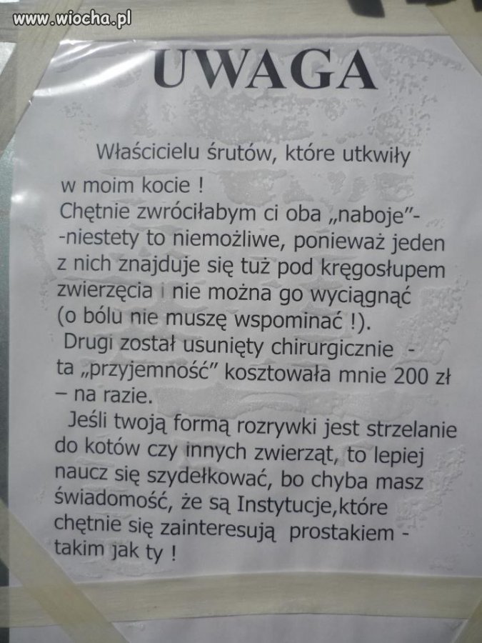 Śrutem w kota...