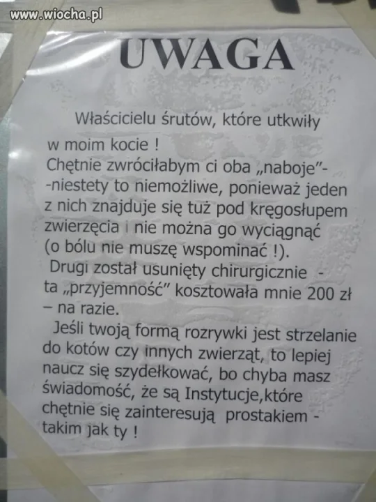 Śrutem w kota...
