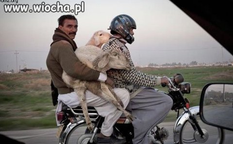 Transport żywności