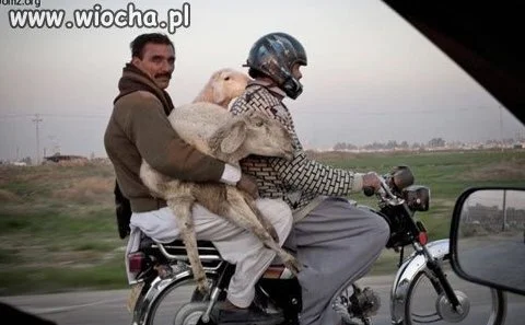 Transport żywności