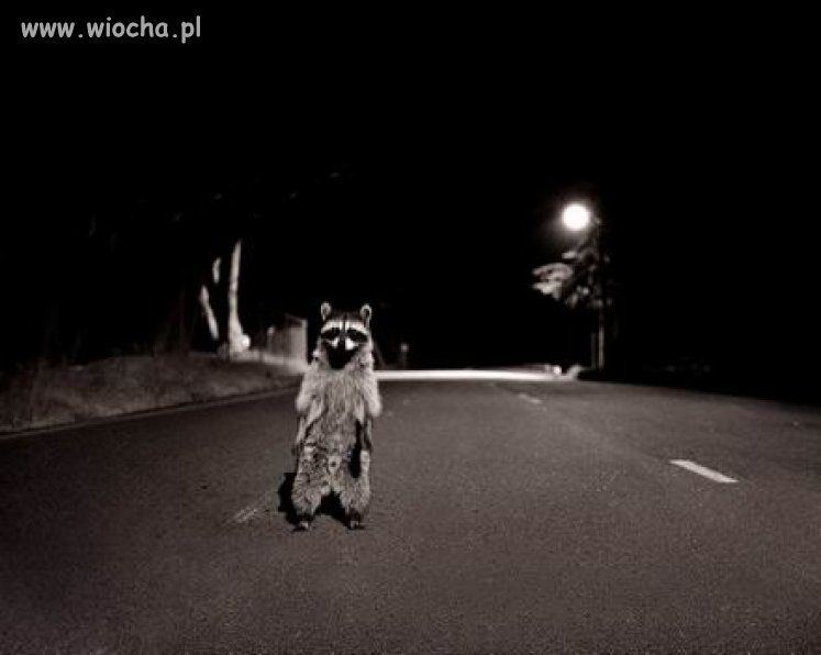 Oto jak zrobić foto szopa