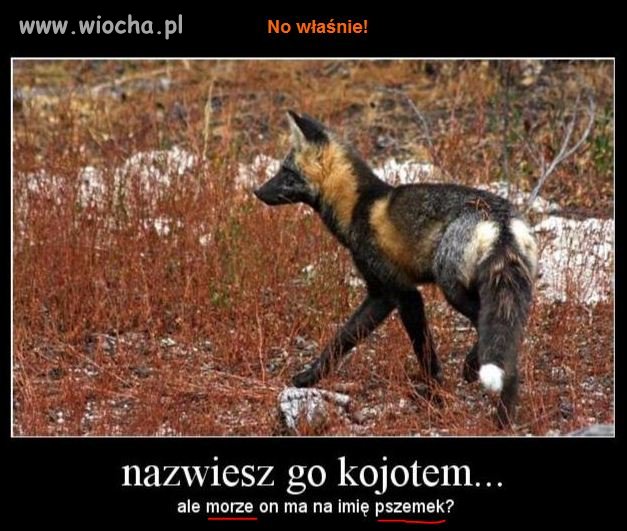 Słownik nie gryzie, watro tam zaglądać ...