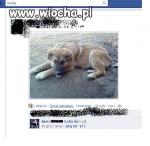 Jak to fajnie być zoofilem
