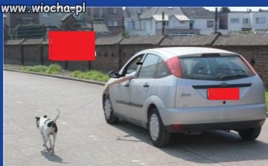 samochód i pies