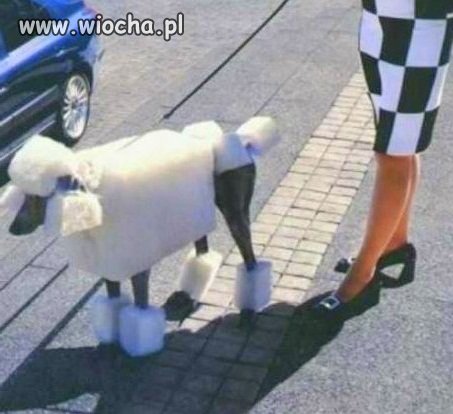 żeby z psa idiote robić 