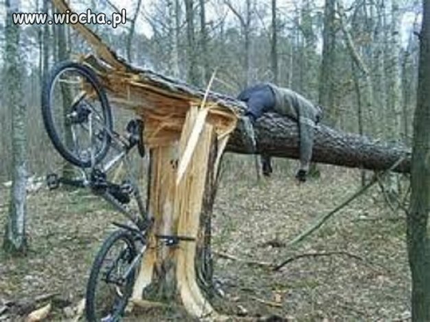 Skąd to drzewo 