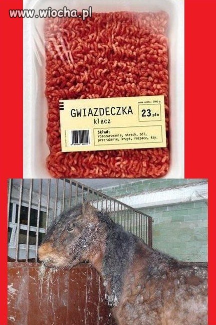 To nie ludzie ją skrzywdzili... To bestie!