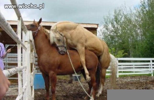 Zamęczyła biedaka...
