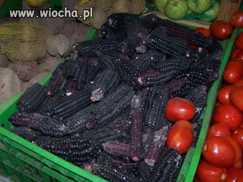 Świeża kukurydza