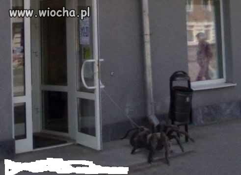 Z pupilkiem na spacerze 