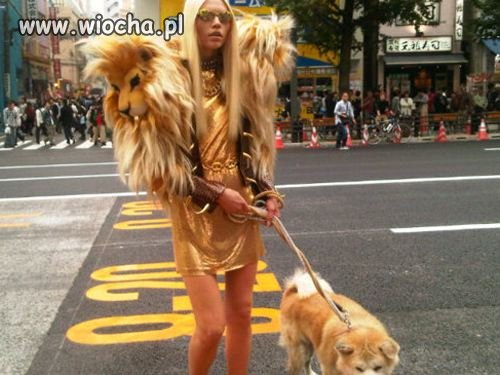 Lwica...