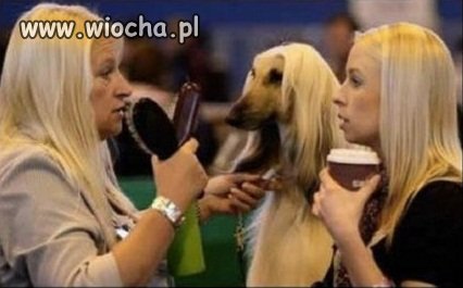 Zgadnij, który to pies?