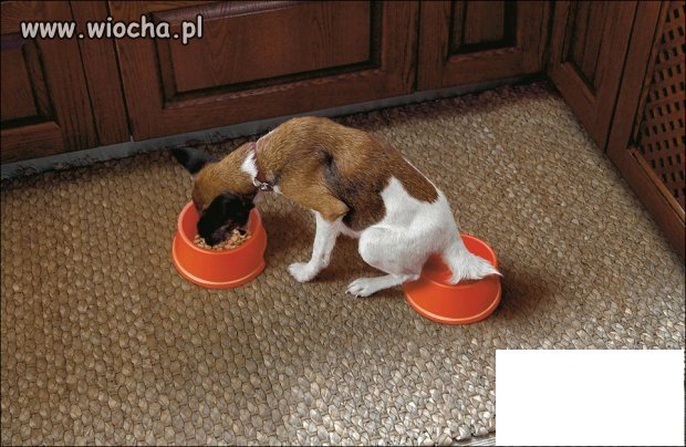 W razie gdyby nie było świeże