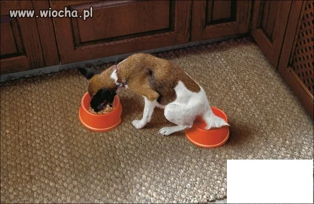 W razie gdyby nie było świeże