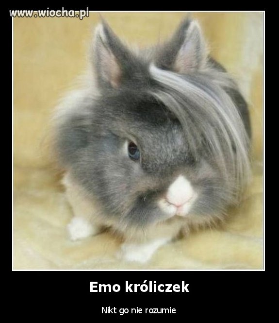 Emo króliczek