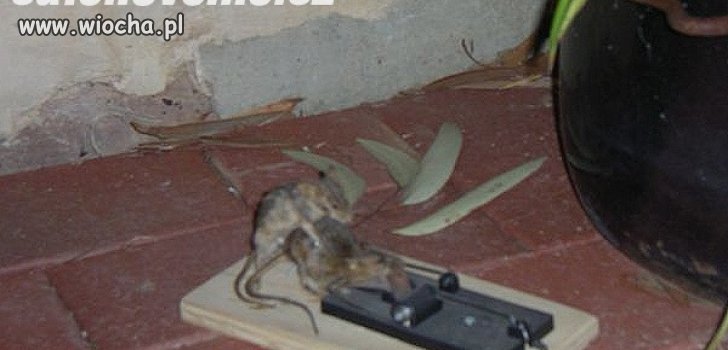 Ja ci powiem że cię głowa boli