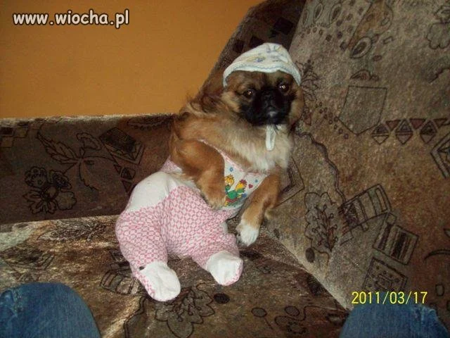 Mój pan to idiota