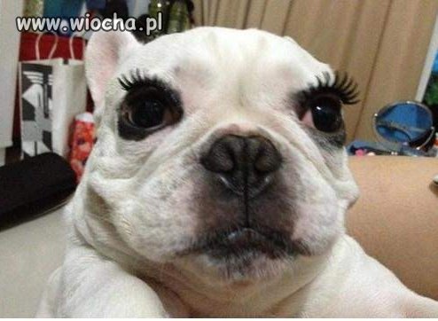 Współczuję... Głupoty właścicieli.