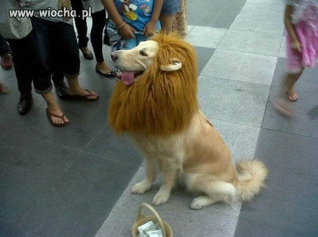 Król Lew
