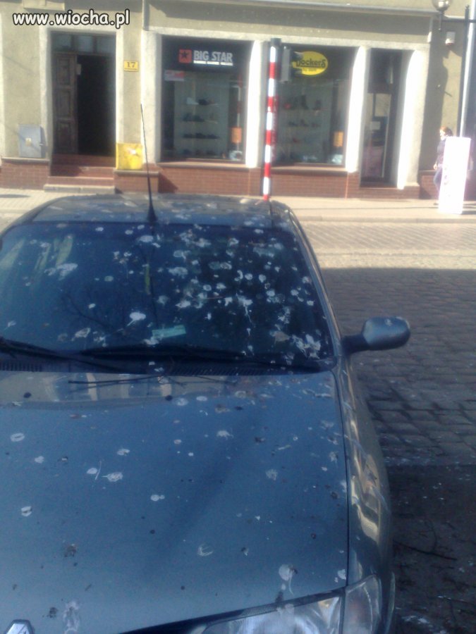 Nie stawiaj samchodu pod drzewami w Grudziądzu