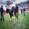 EURO2012