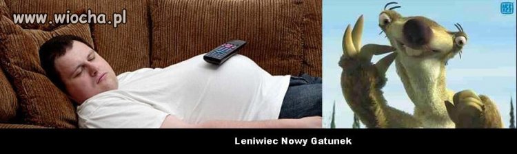 Leniwiec