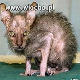 Pupilek