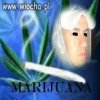 Chce legalizacji,