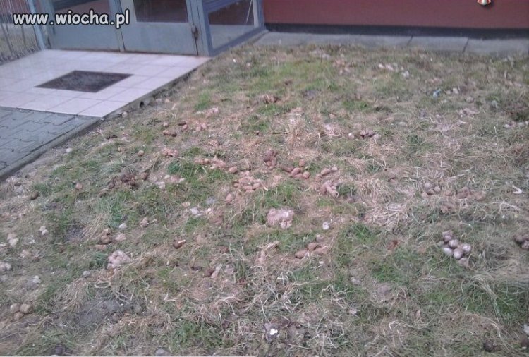 U kumpla pod blokiem psia toaleta