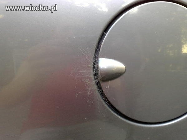 Nawet pająki protestuja przeciwko cenie paliwa