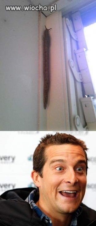 Białko
