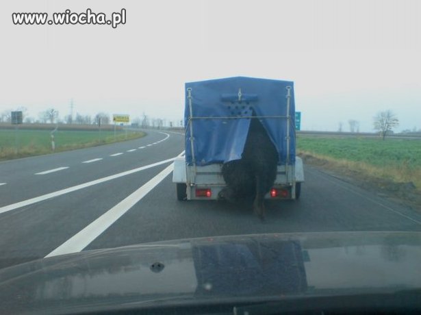 Bałwana który przewozi tak zwierzęta