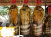 Cobra drink