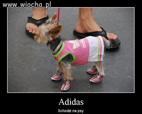 "Adidas schodzi na psy"