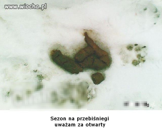 Przebiśniegi
