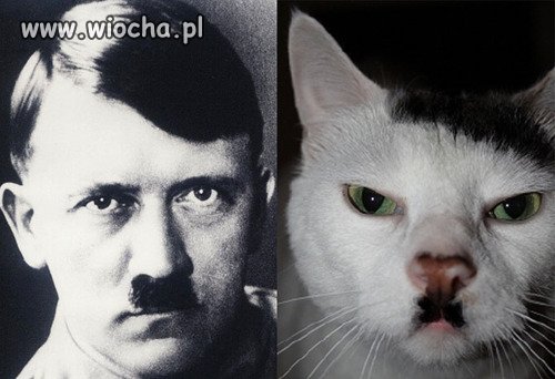 WilczeOko 
