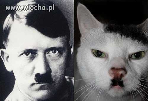 WilczeOko 