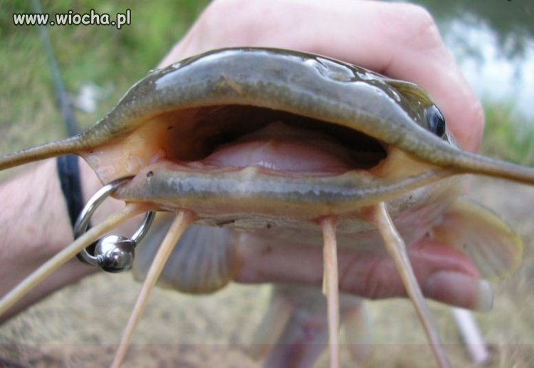 Biedna rybka