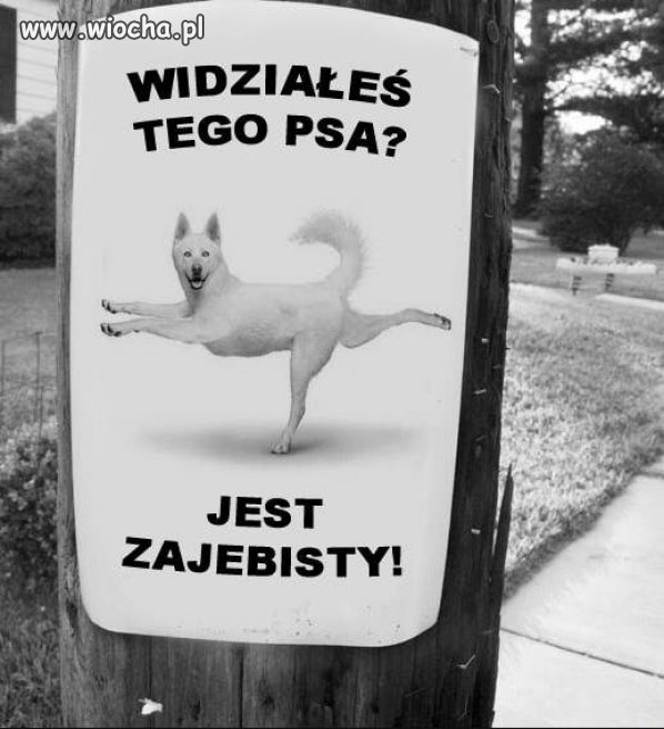 Zaginął pies