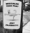 Zaginął pies