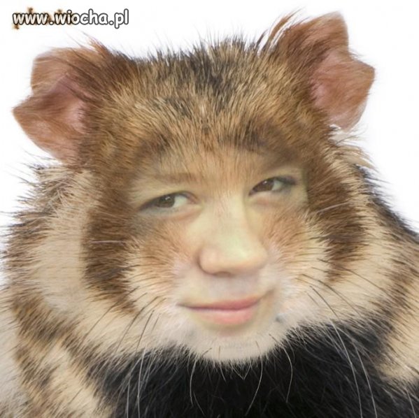Chomik