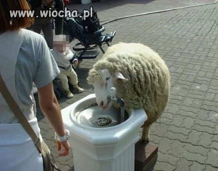 A pić się chce