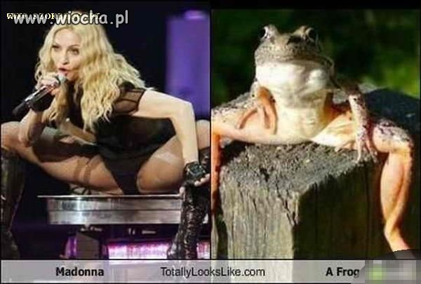 Niczym żaba...