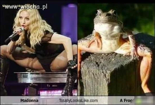 Niczym żaba...