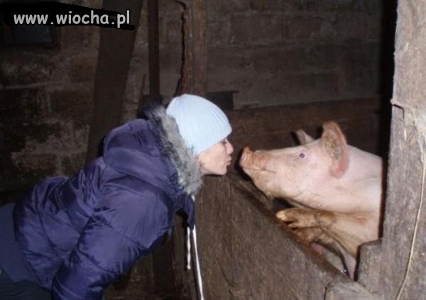 Daj dzióbka świni, nie bądź pasztet 