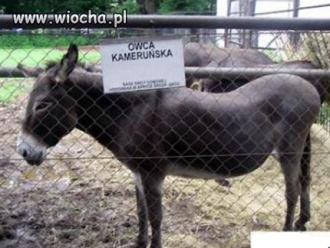 Nie mam pojęcia...