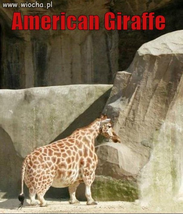 American giraffe