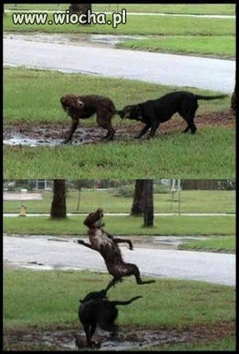 Pies ninja?