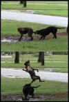 Pies ninja?