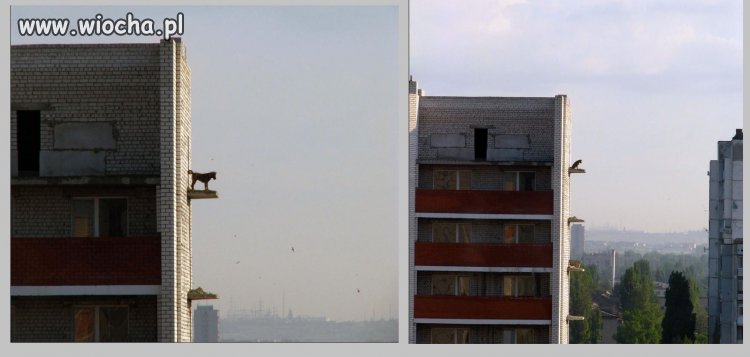 Czy tego psa ktoś tam zrzucił?...